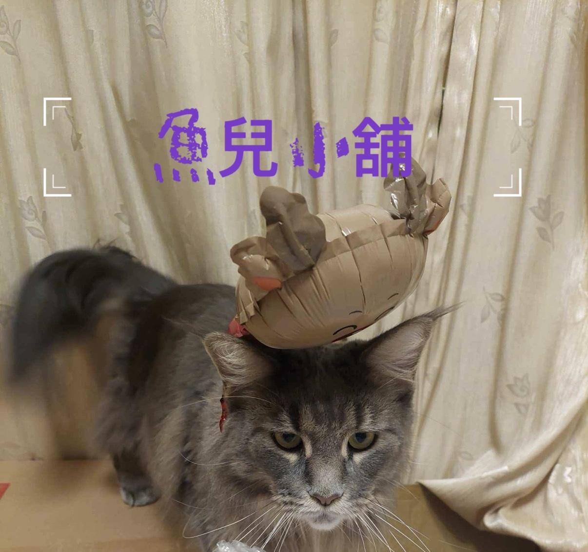 魚兒小舖