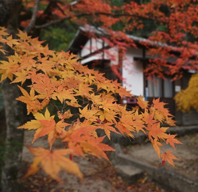 <全館免運>「 精選日本商品 」象印 膳魔師 保溫瓶壺 保溫杯 玩具 餐具 即可拍 巧虎 麵包超人 充電電池 吹風機 