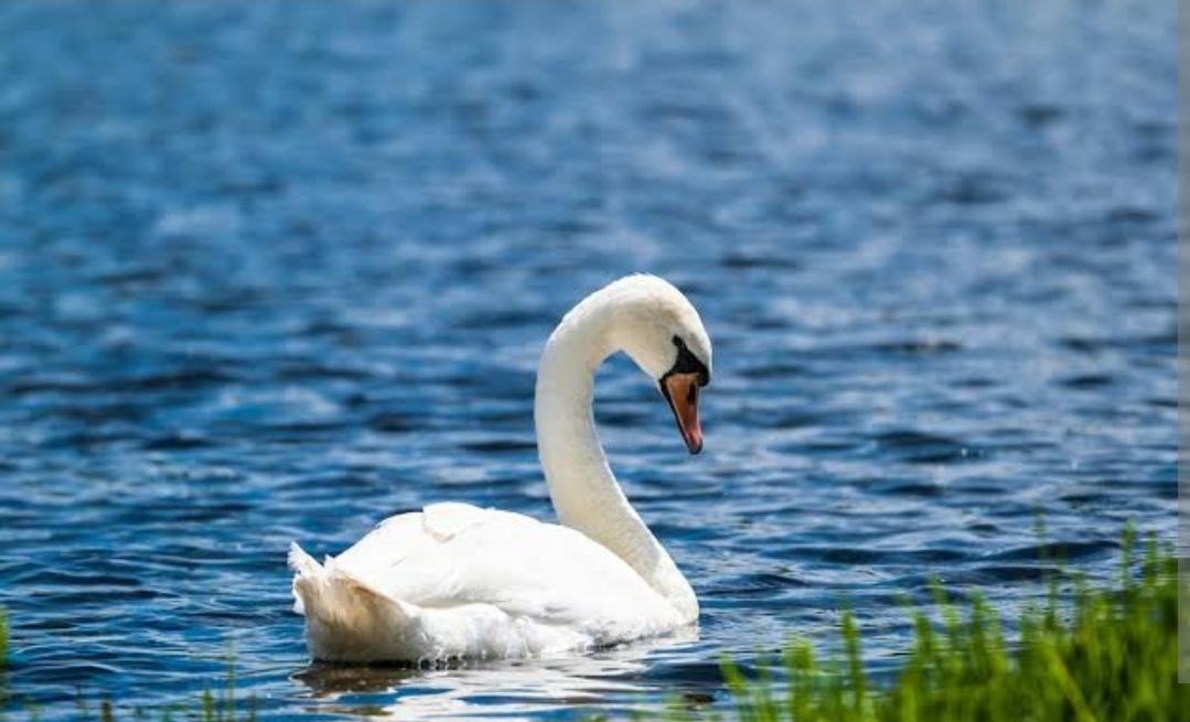 水蜜桃仙子賣場
