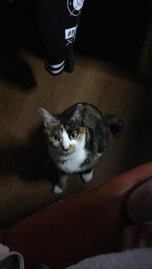 【麻糬鞋屋】童鞋 男女款運動鞋 專賣