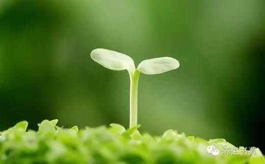王小草