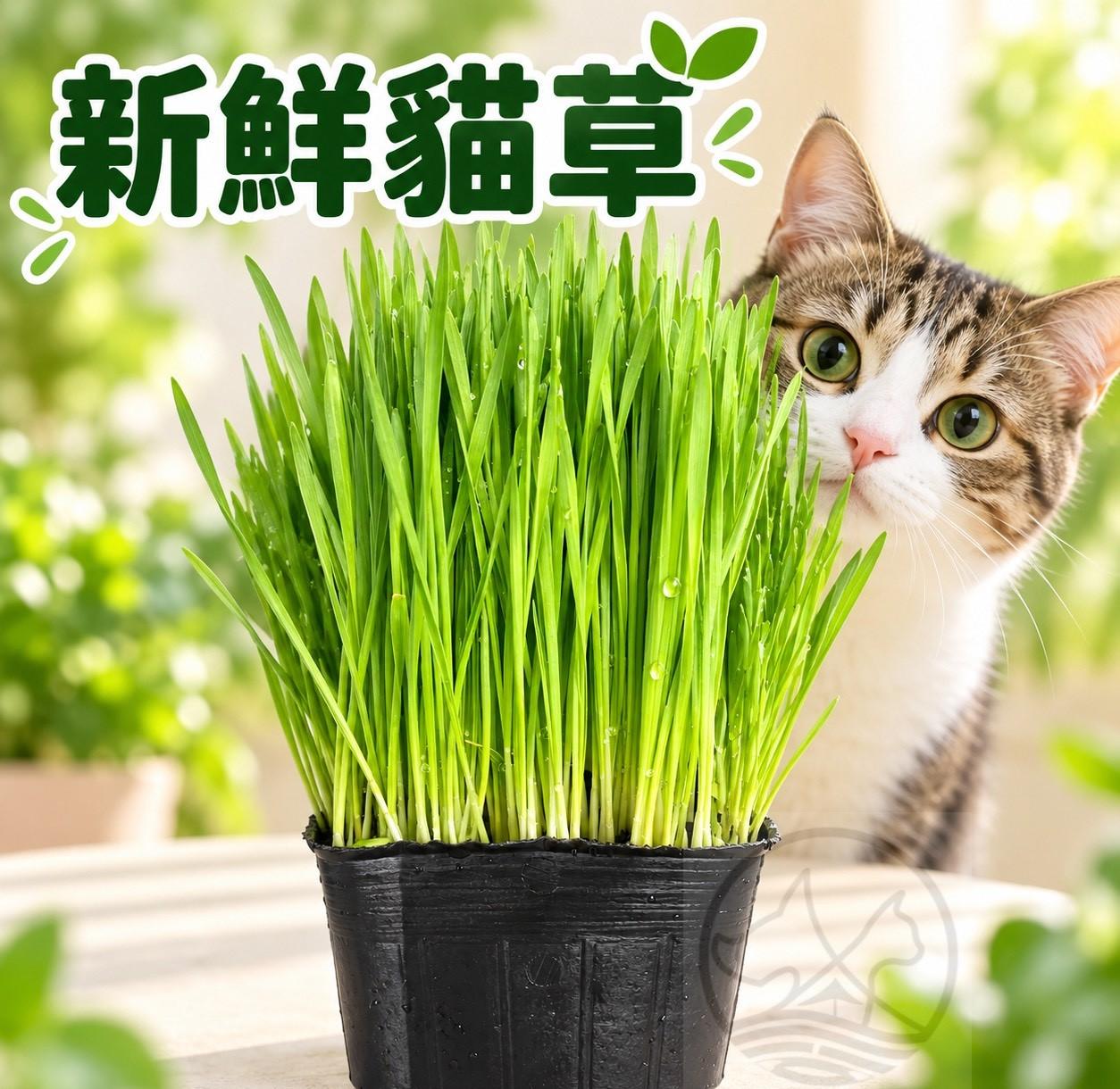退貨政策