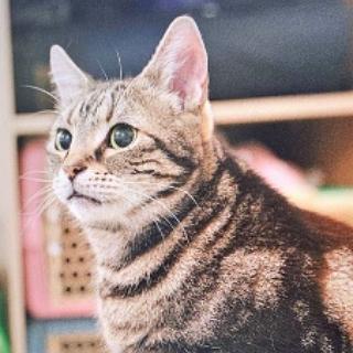 大牛是隻好貓貓