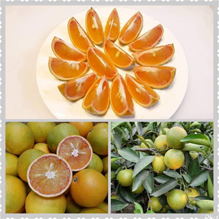 新竹新埔守田農莊