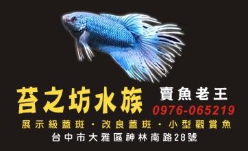 苔之坊水族。蓋斑鬥魚