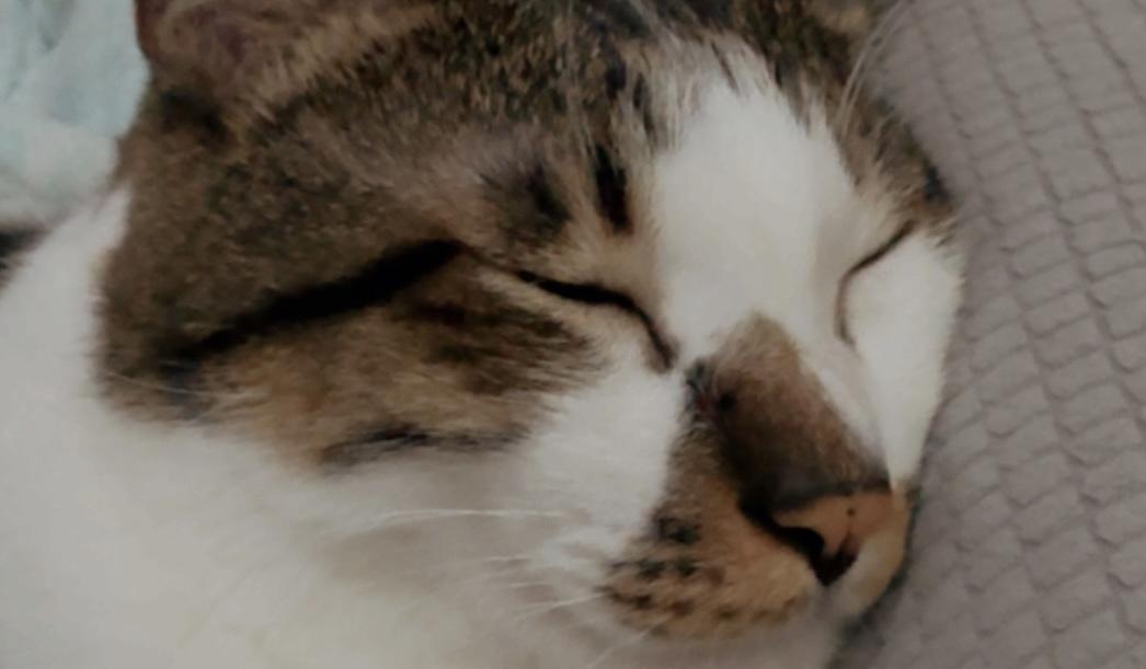 喵喵出來掙飼料