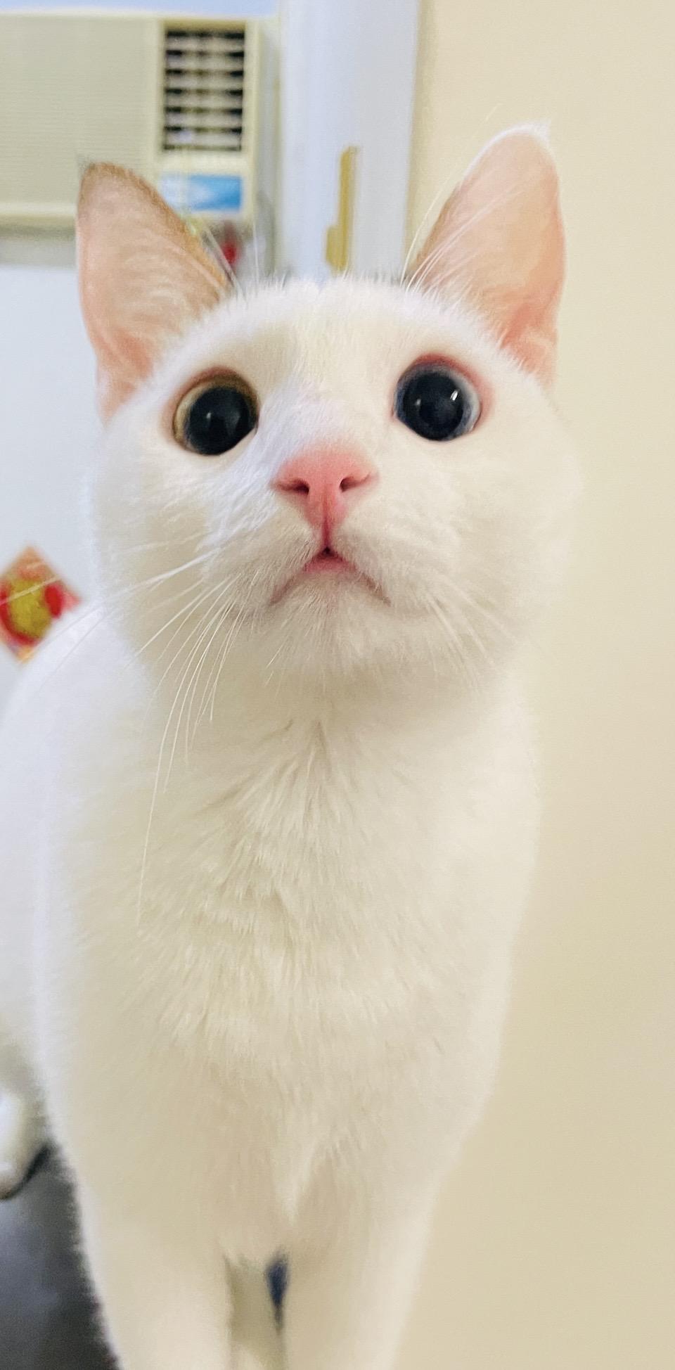 林禹君
