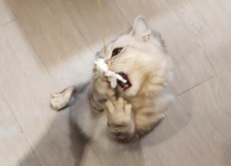 享樂活｜Gelovery｜分售｜團購