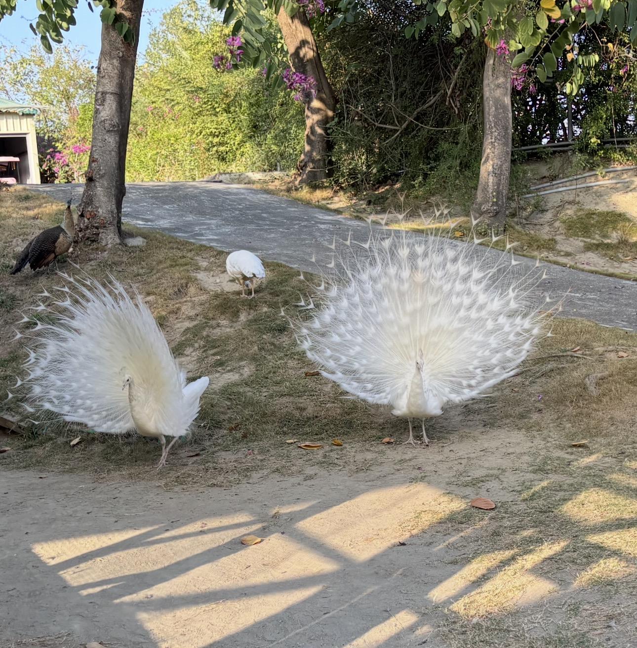 芸之舖