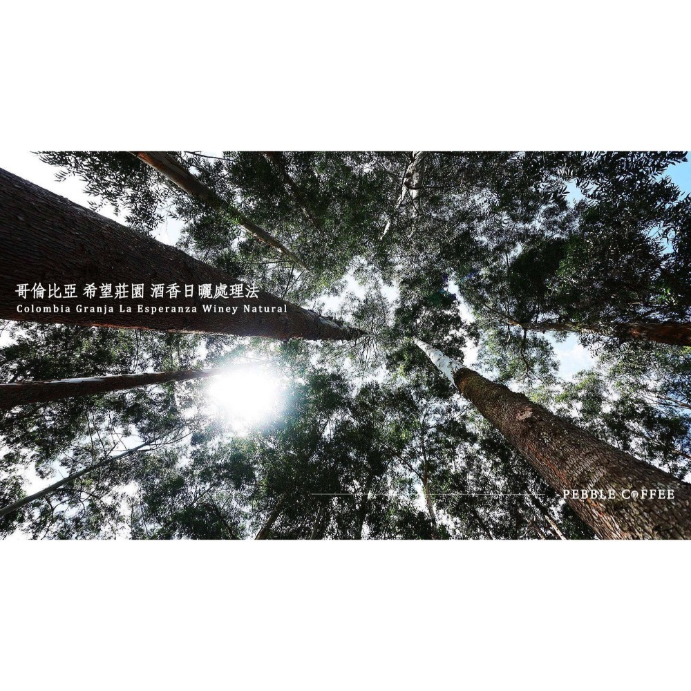 哥倫比亞希望莊園酒香日曬處理2025新批次新到貨接近蘭姆酒的風味-細節圖5