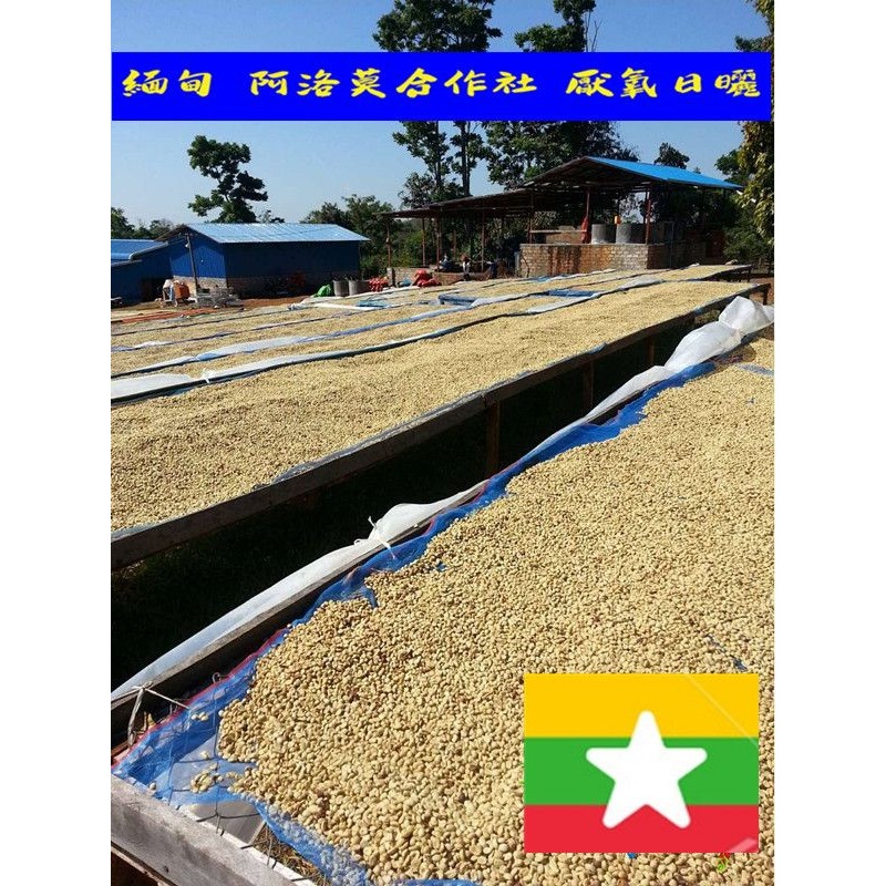 推薦 緬甸 阿洛莫合作社 厭氧日曬 超值分享價-細節圖2