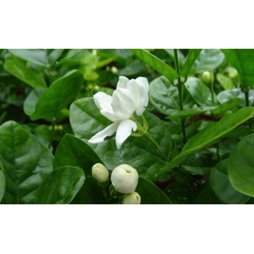 茉莉花苗 1棵40元-細節圖2