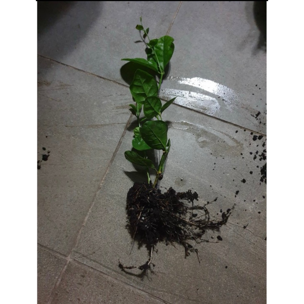 茉莉花苗 1棵40元-細節圖3