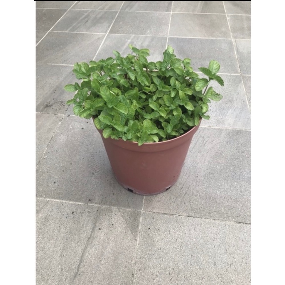 仙草苗 1棵 30元（超濃香氣，燒仙草材料）-細節圖2