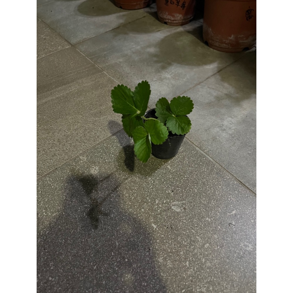 法蘭蒂草莓苗 2.5吋盆 1盆50元-細節圖2
