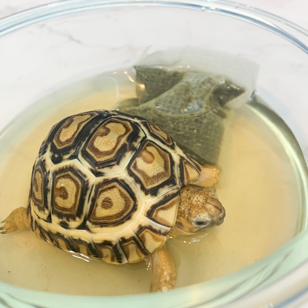 新品上市 全新研發配方 Aspert 亞成繁殖飼料 適合幼龜 亞成 大龜 高纖 高蛋白 適口性佳 成長飼料 陸龜 豹龜-細節圖4