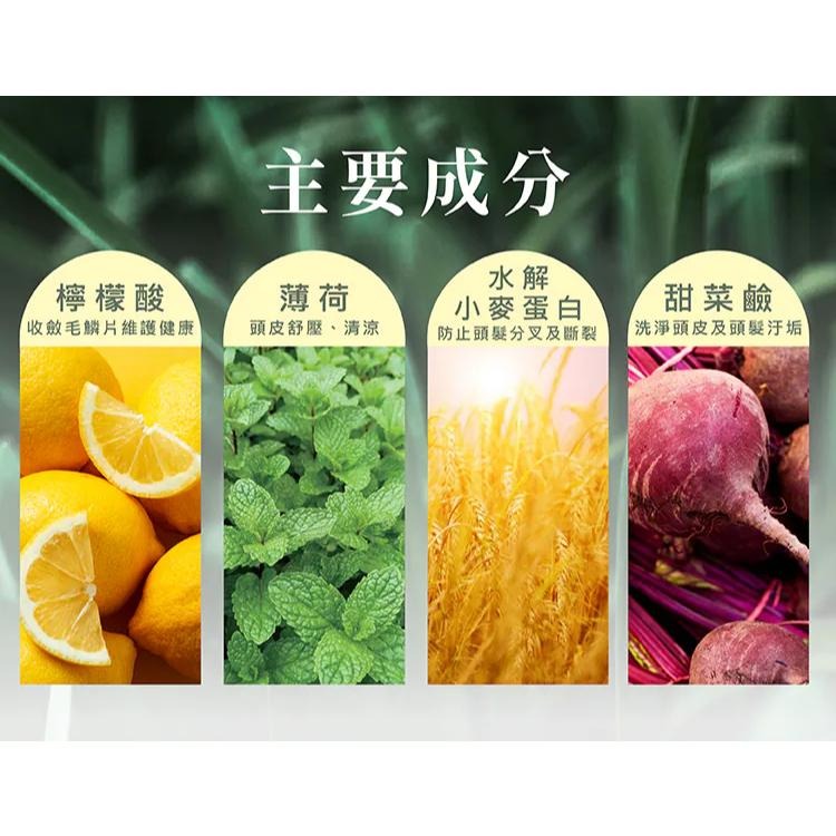 A&D雅頓　SL葉綠素草本洗髮精 2000ml　｜限時特惠｜滿額免運｜💆‍♀️清涼舒緩 ｜🏆油性頭皮救星｜沁涼舒適｜-細節圖7