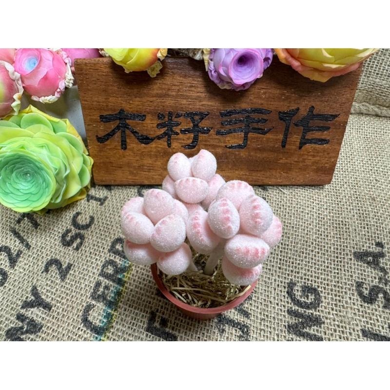 [木籽手作]熊童子/熊掌/仿真多肉/台灣現貨/0702-細節圖2