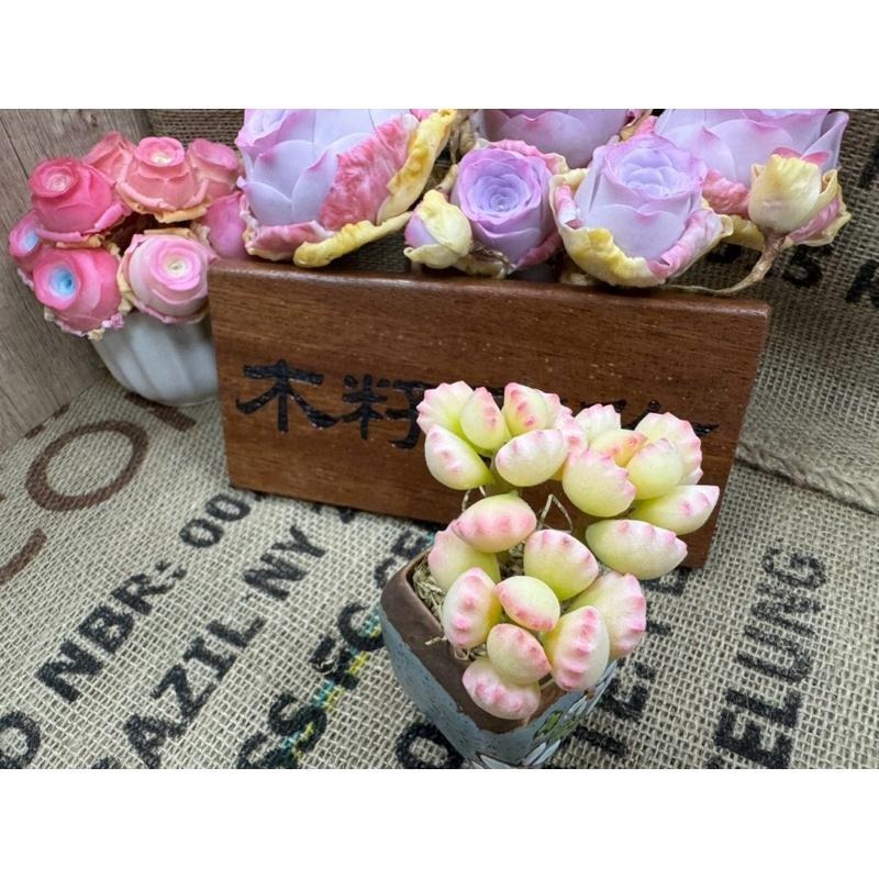 [木籽手作]熊童子/熊掌/仿真多肉/台灣現貨/0702-細節圖3