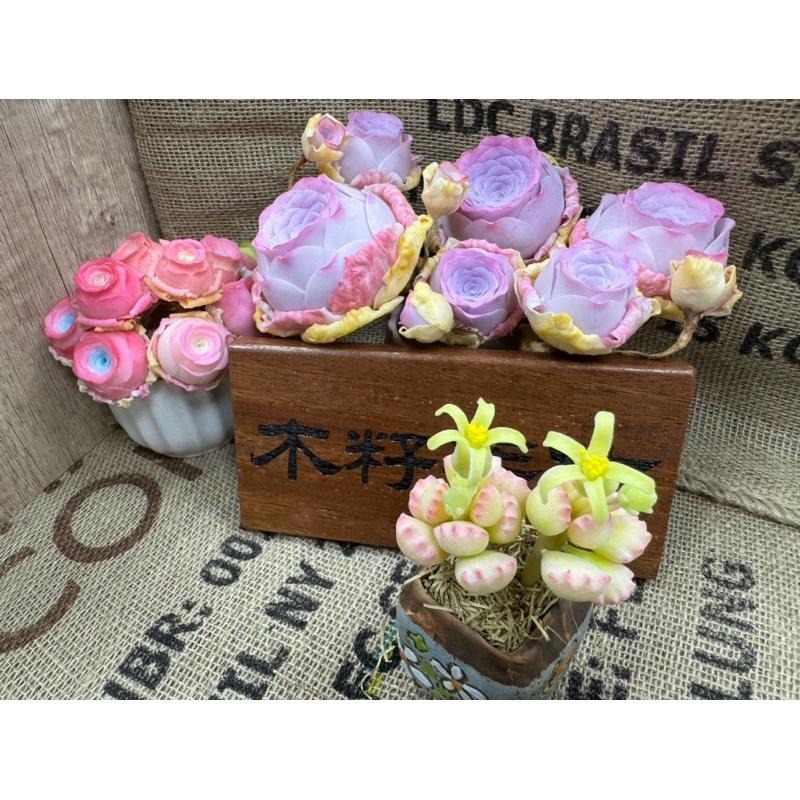 [木籽手作]熊童子/熊掌/仿真多肉/台灣現貨/0702-細節圖4