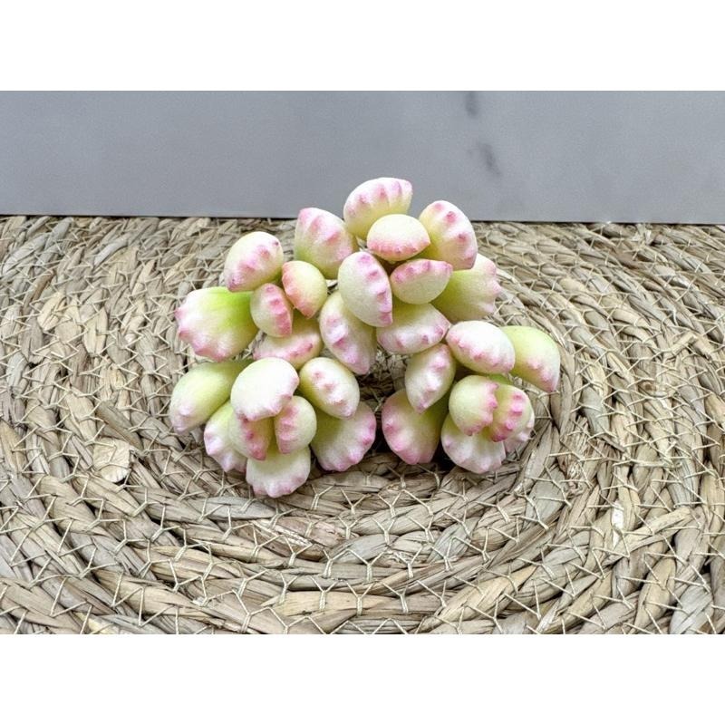 [木籽手作]熊童子/熊掌/仿真多肉/台灣現貨/0702-細節圖5