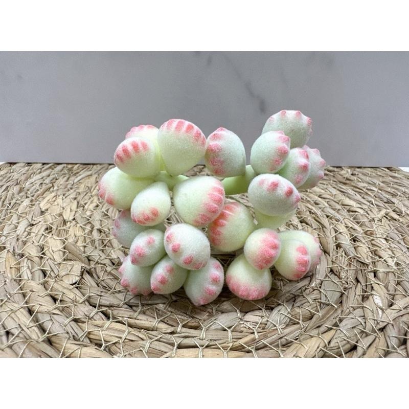 [木籽手作]熊童子/熊掌/仿真多肉/台灣現貨/0702-細節圖7