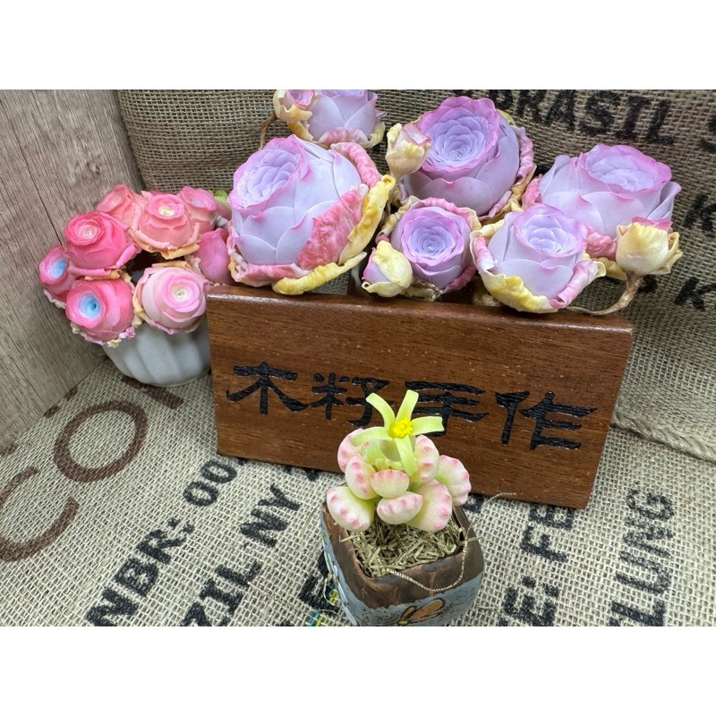 [木籽手作]熊童子/熊掌/仿真多肉/台灣現貨/0702-規格圖8