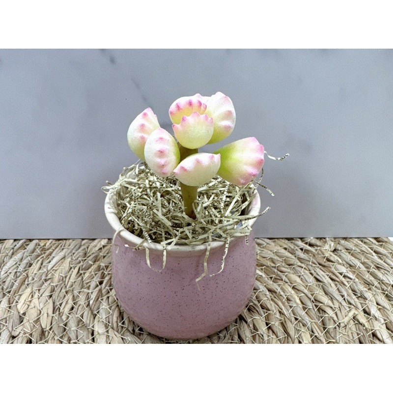 [木籽手作]熊童子/熊掌/仿真多肉/台灣現貨/0702-規格圖8