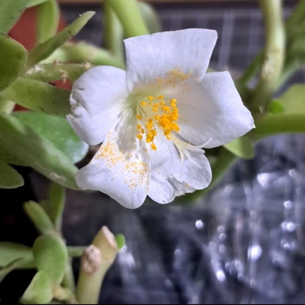 【多肉植物】可食用｜豬母乳｜白花｜無根扦插用枝條｜1支10元-細節圖2