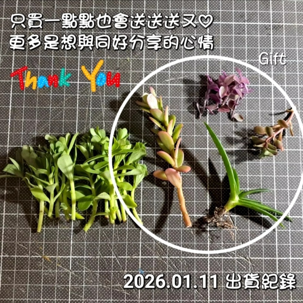 【多肉植物】可食用｜豬母乳｜白花｜無根扦插用枝條｜1支10元-細節圖3