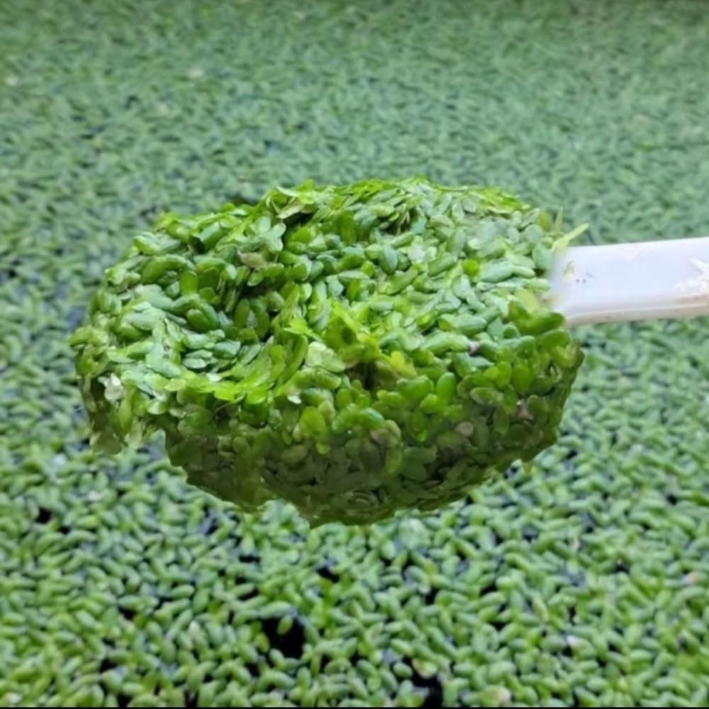 【水生植物】迷你浮萍｜小葉浮萍｜水族造景｜水草｜10株一組-細節圖2