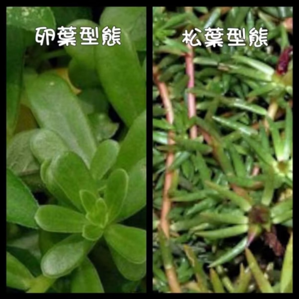 【多肉植物】不可食用｜豬母乳｜隨機花色｜無根扦插用枝條｜1支10元-細節圖2