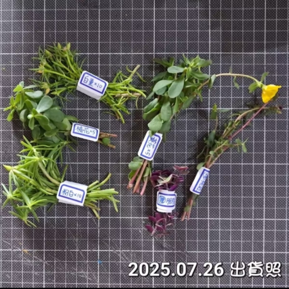 【多肉植物】不可食用｜豬母乳｜隨機花色｜無根扦插用枝條｜1支10元-細節圖3
