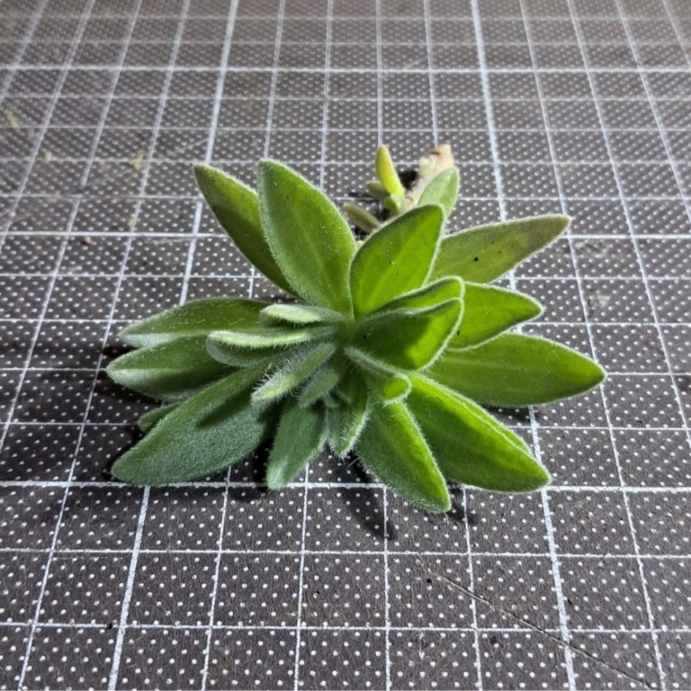 【多肉植物】左手香｜到手香｜唇形科｜香草｜無根扦插用枝條｜1支10元-細節圖2
