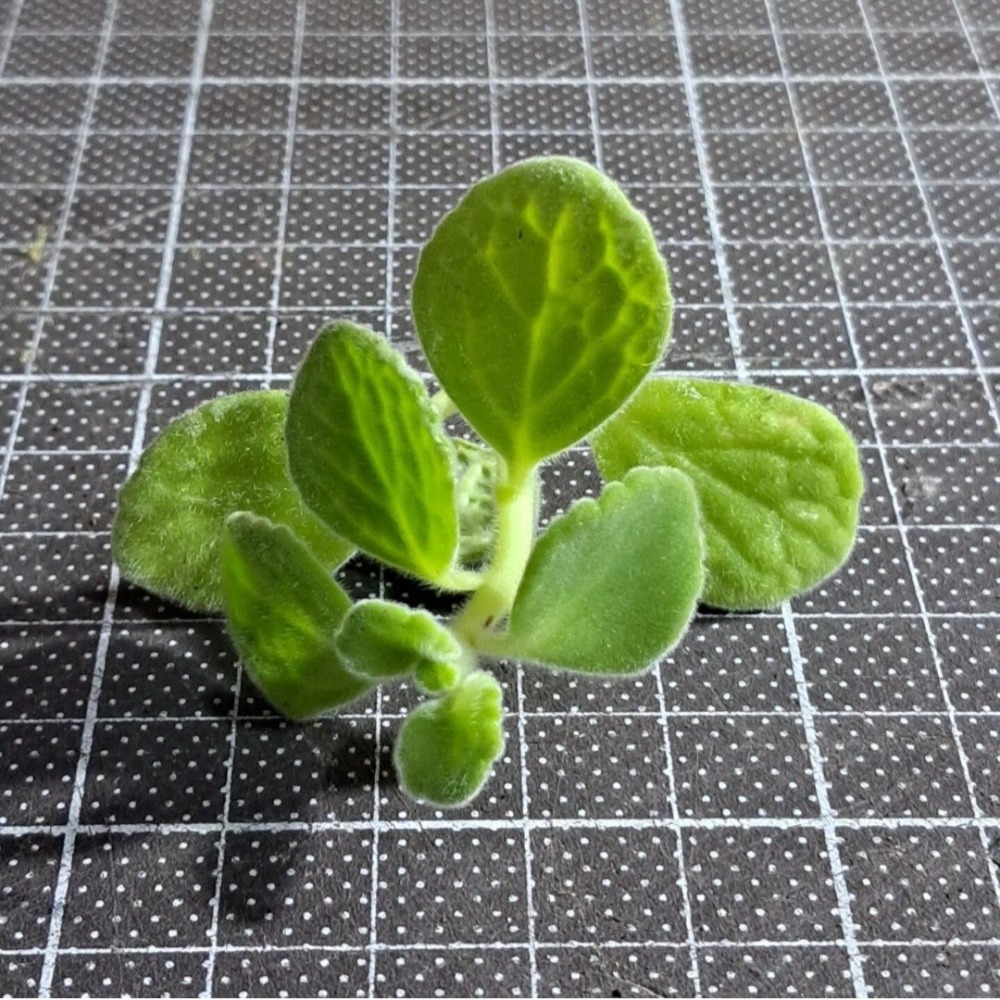 【多肉植物】左手香｜到手香｜唇形科｜香草｜無根扦插用枝條｜1支10元-細節圖3