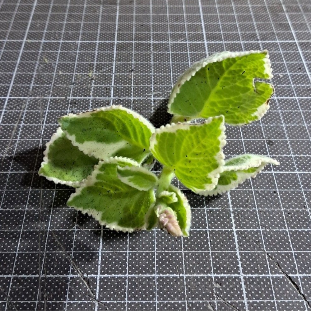 【多肉植物】左手香｜到手香｜唇形科｜香草｜無根扦插用枝條｜1支10元-細節圖4