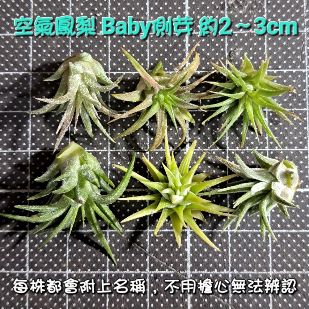 【空氣鳳梨】健康側芽｜單顆｜隨機品種｜附名牌-細節圖3