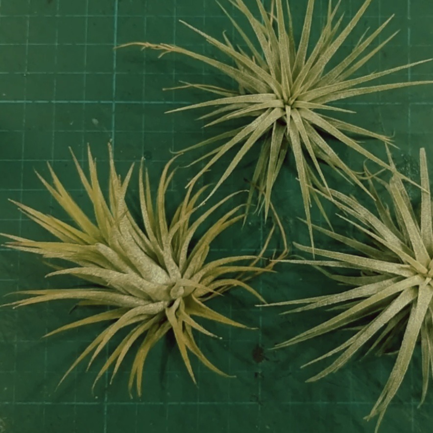 一般款，約5～8cm