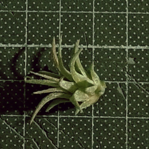 Baby側芽，約2～3cm