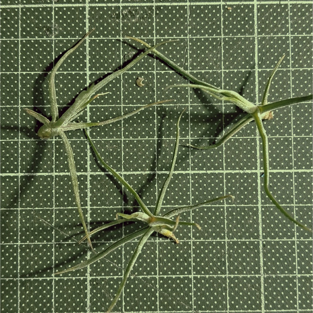 小側芽，約3～4cm