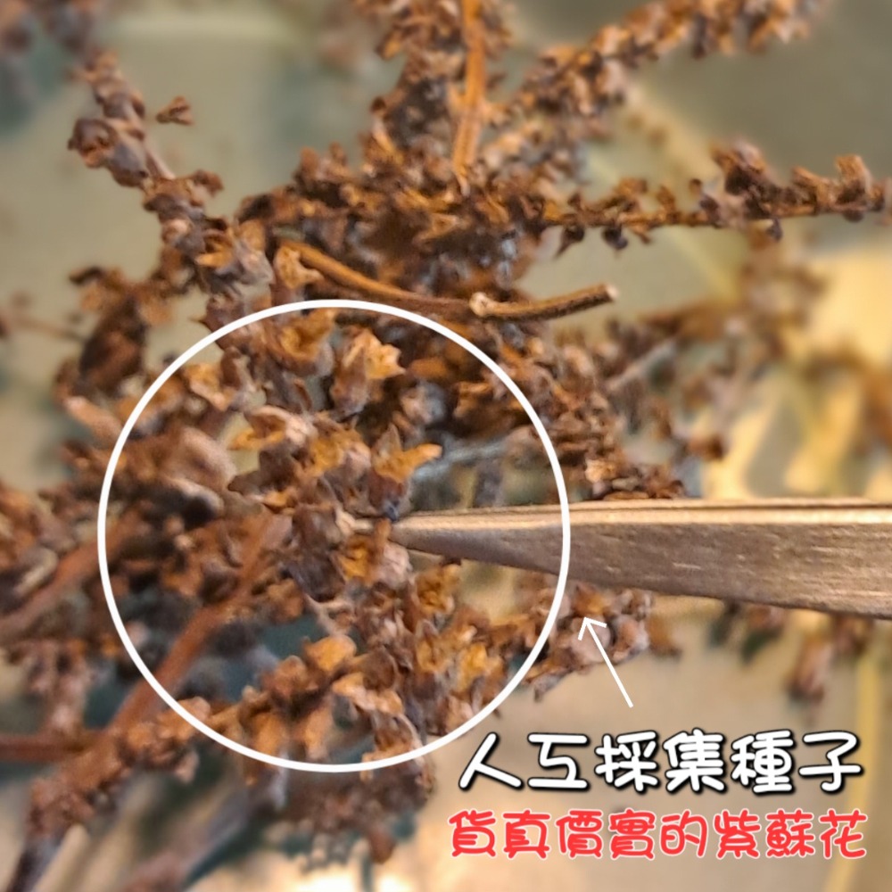 紫蘇種子｜可食用蔬菜｜約50粒/組-細節圖2