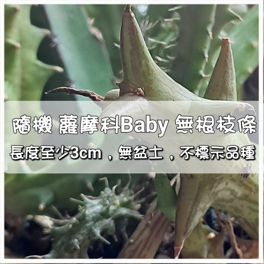 【多肉枝條】仙人掌＆蘿摩｜Baby無根側芽｜每顆至少3cm｜新手練功｜不附名稱-細節圖2