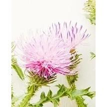 【正品保證】美國好市多 Trunature 肝臟【優質濃縮薑黃】【優質~水(飛2027/01)薊】120粒素食膠囊-細節圖3