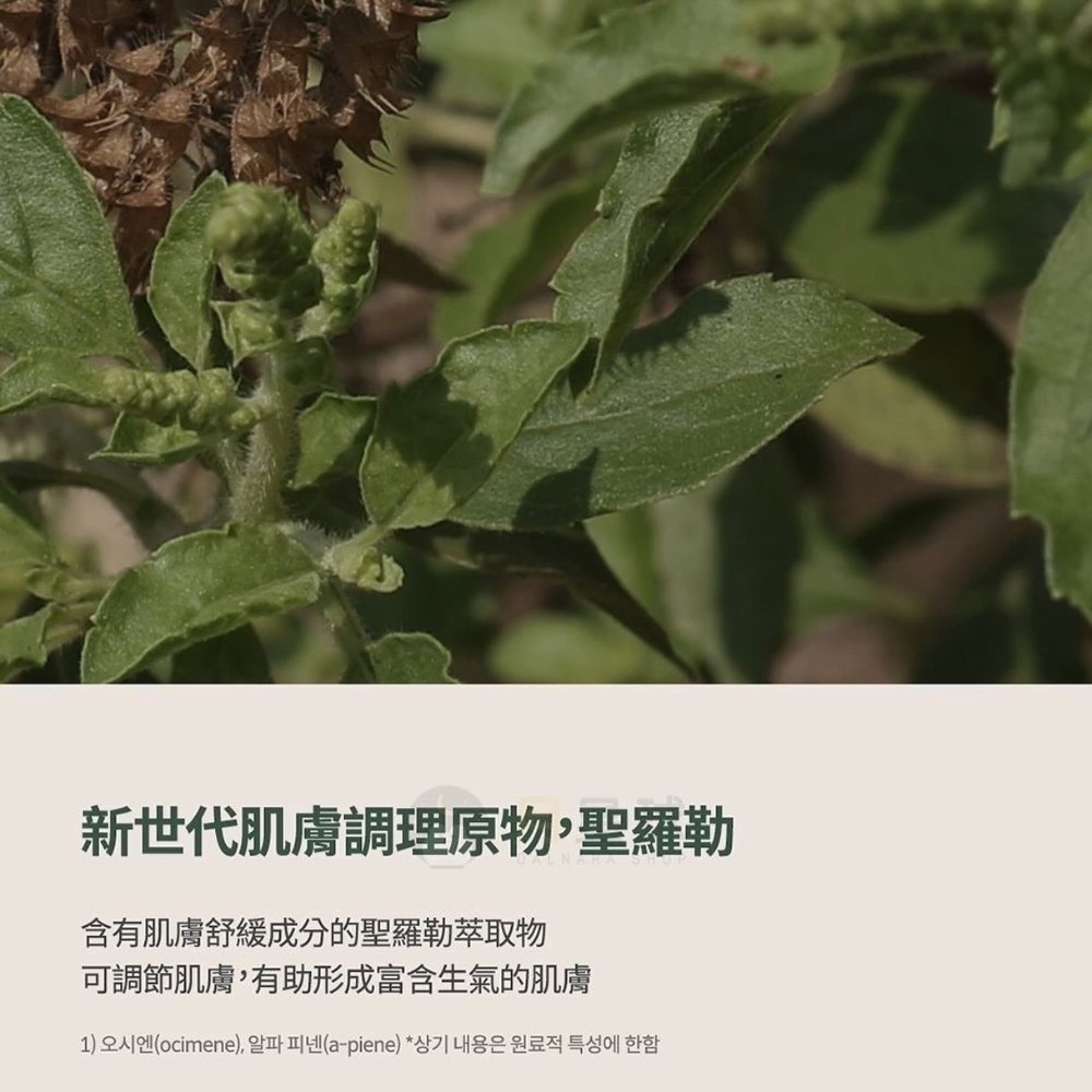 🇰🇷韓國聖羅勒葉水楊酸洗面乳 olive young第一名男團民赫選擇 溫和去角質 天天洗大容量 男生女生都適合-細節圖5