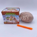 【台灣現貨】DIY考古挖掘玩具 恐龍化石 恐龍挖掘玩具 兒童益智玩具 考古挖掘恐龍 恐龍蛋 考古學家-規格圖9
