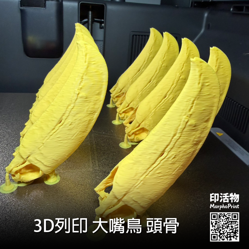 【印活物】3D列印 大嘴鳥頭骨模型-細節圖2