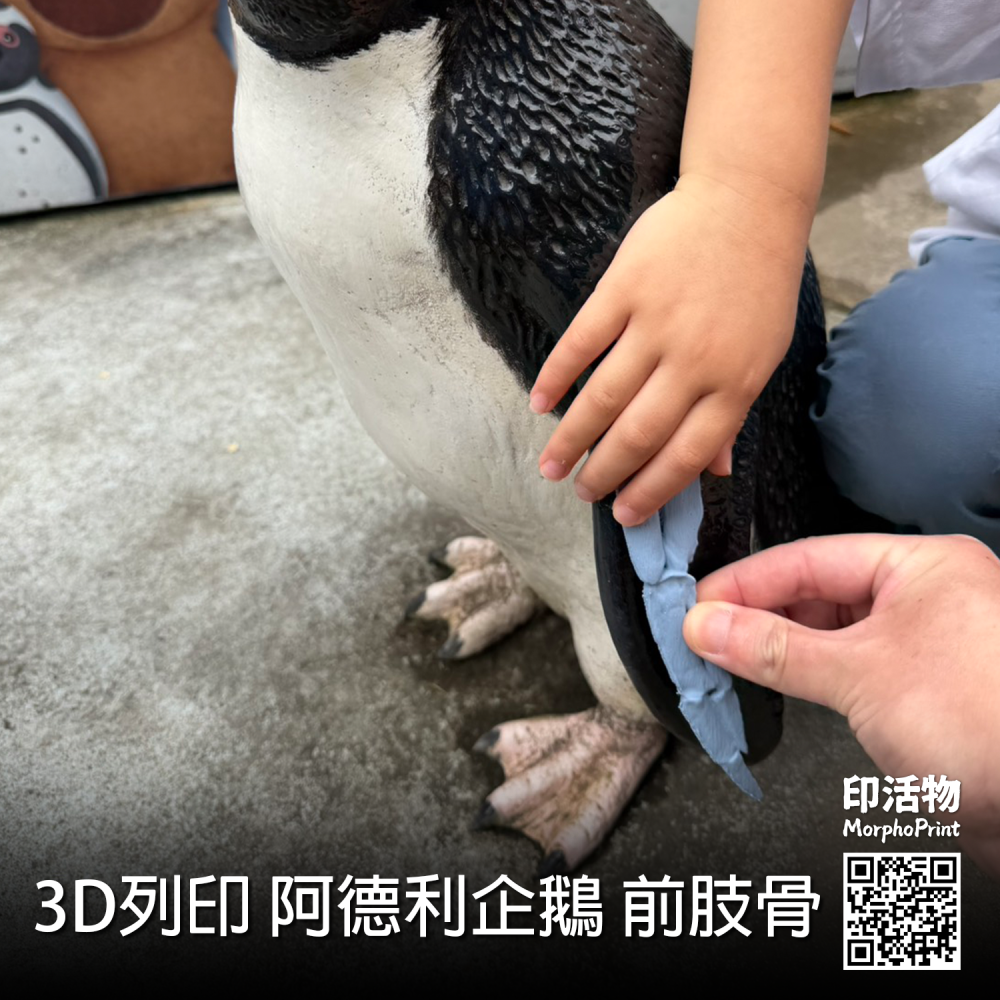 【印活物】3D列印 阿德利企鵝 前肢骨 模型-細節圖2