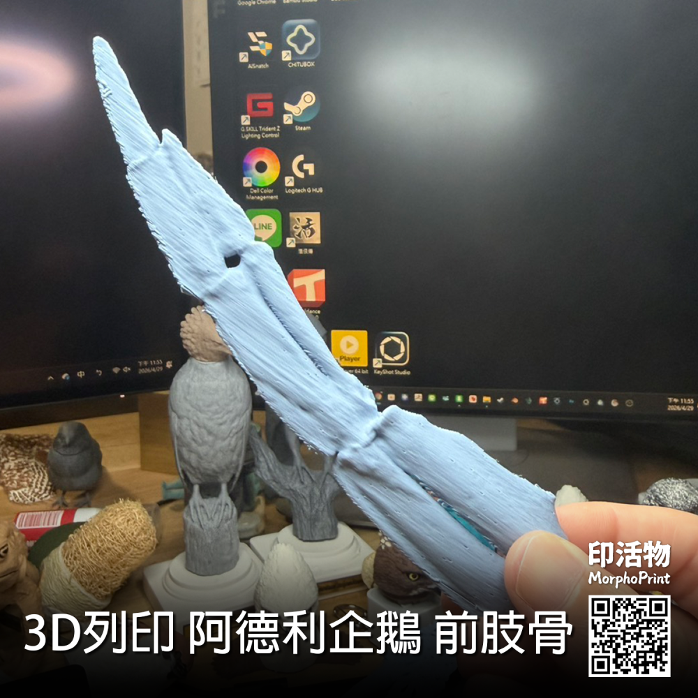 【印活物】3D列印 阿德利企鵝 前肢骨 模型-細節圖3