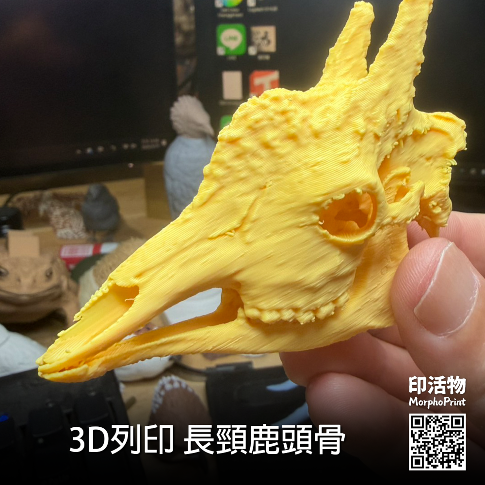 【印活物】3D列印 長頸鹿 頭骨模型-細節圖2