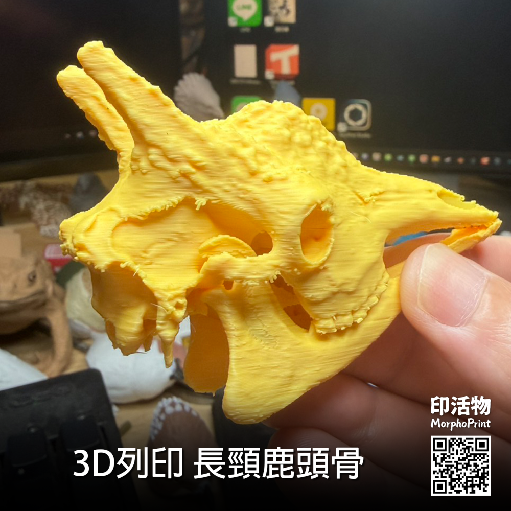 【印活物】3D列印 長頸鹿 頭骨模型-細節圖3